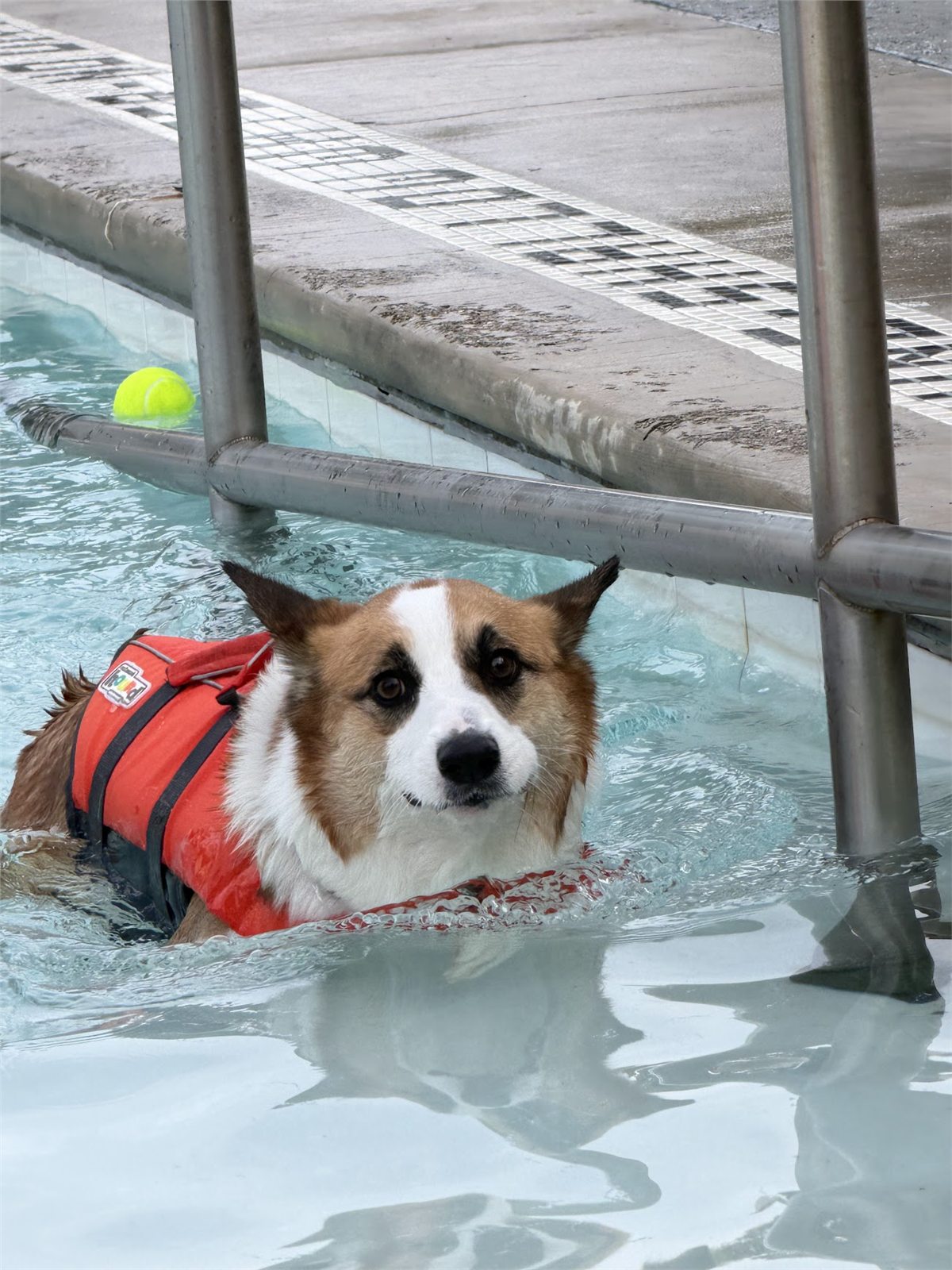 A corgi swimming in a pool while wearing a red life jacket