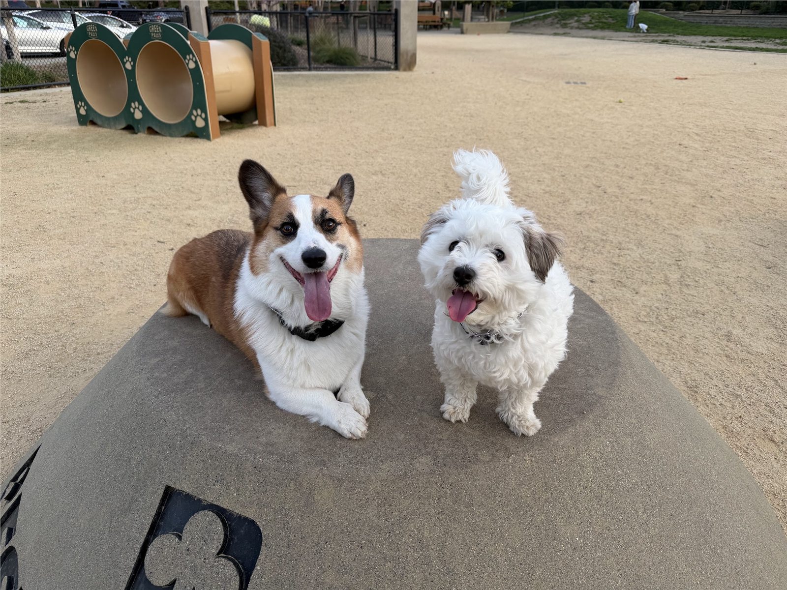 A candid photograph of a family pet