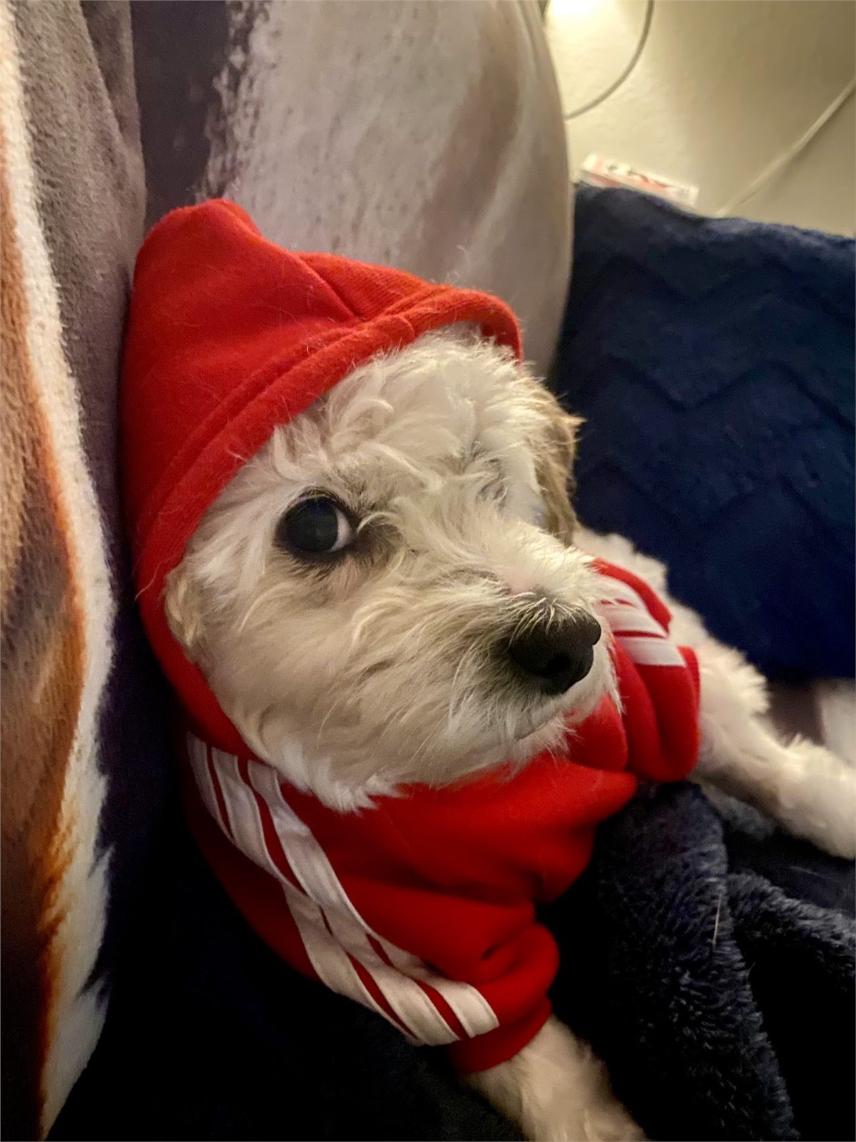 A small white dog wearing a red hoodie