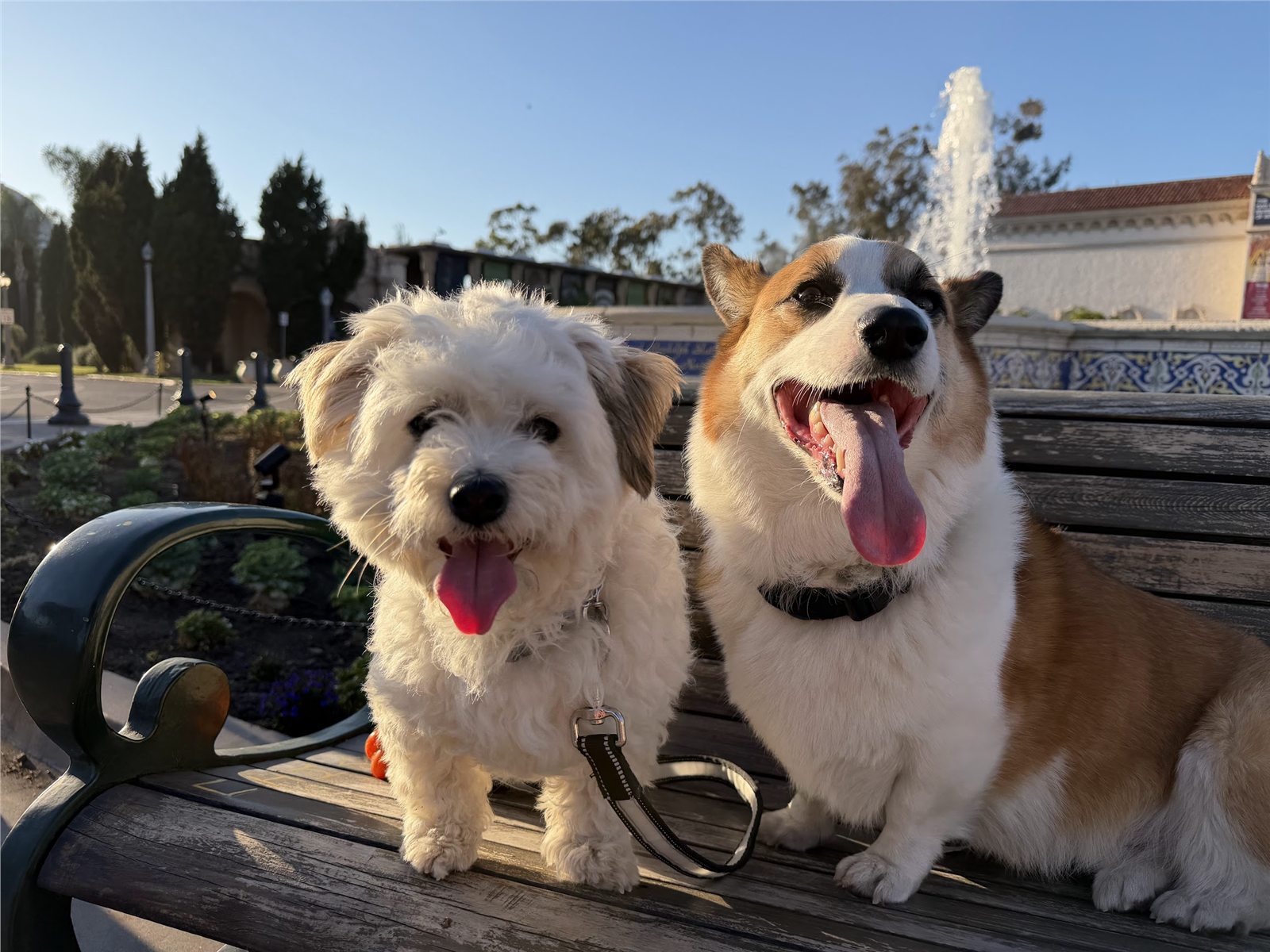 The dogs enjoying time at home