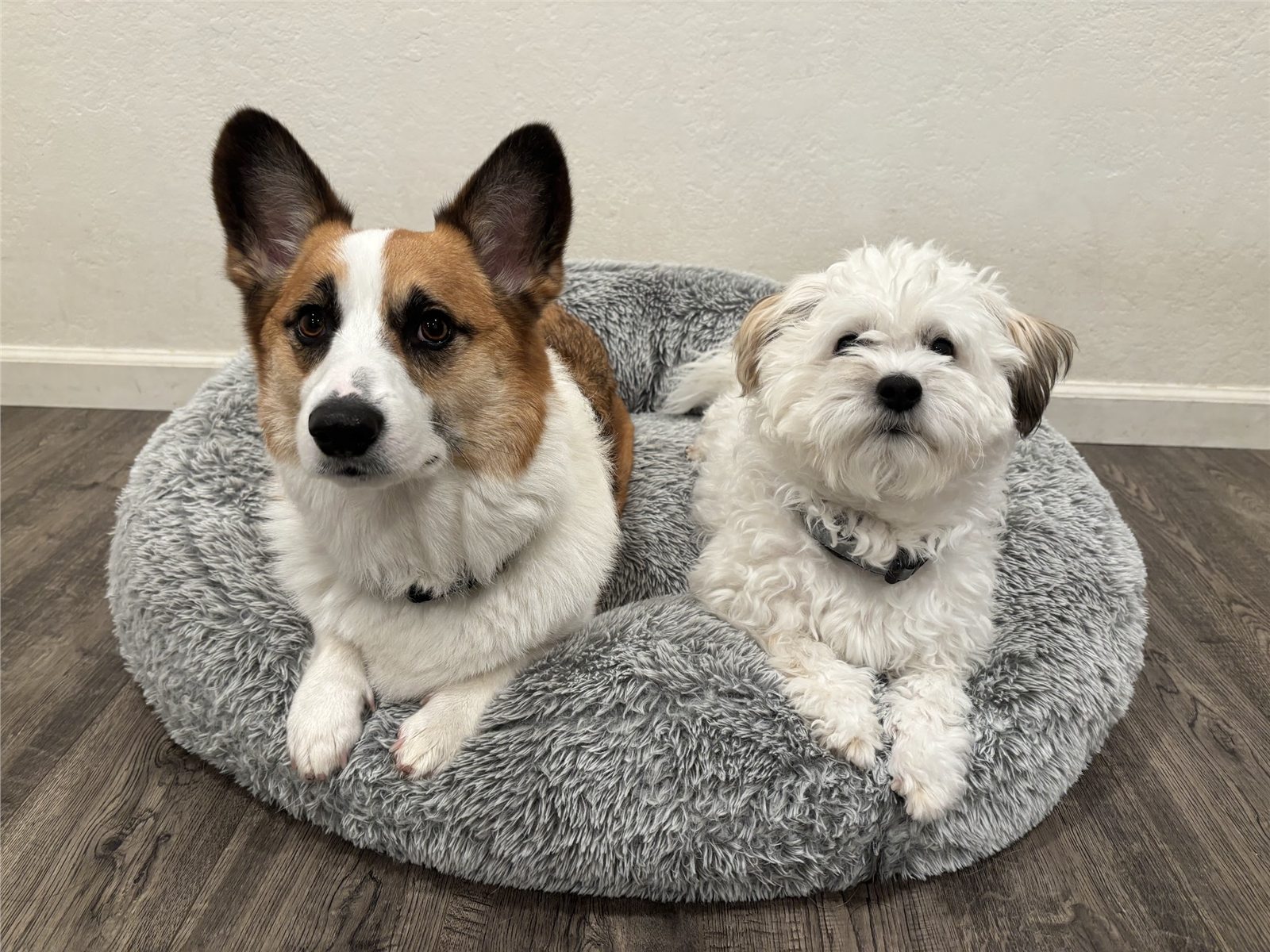A corgi and a small white dog relaxing together