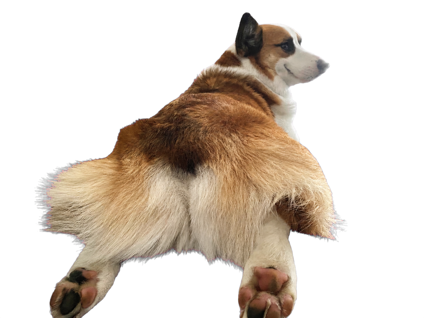 A corgi looking back over its shoulder